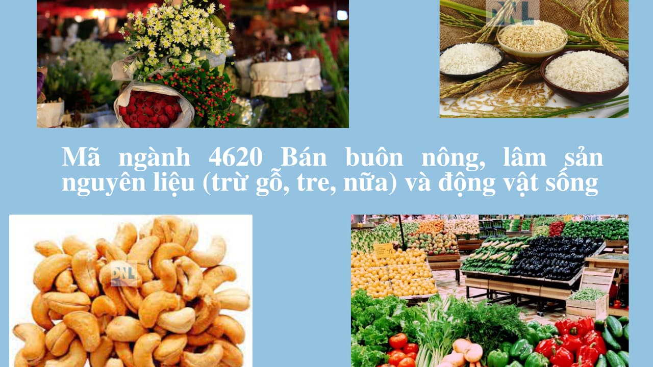 Mã ngành 4620